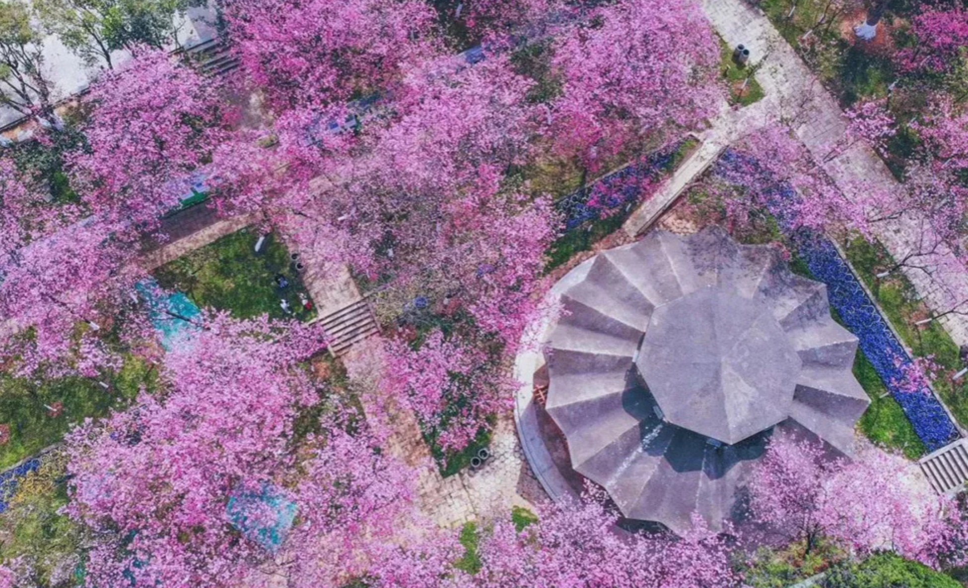 CÔN MINH – NGẮM HOA ANH ĐÀO (TN)